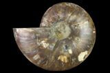 Agatized Ammonite Fossil (Half) - Madagascar #135239-1